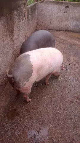 Porco caipira