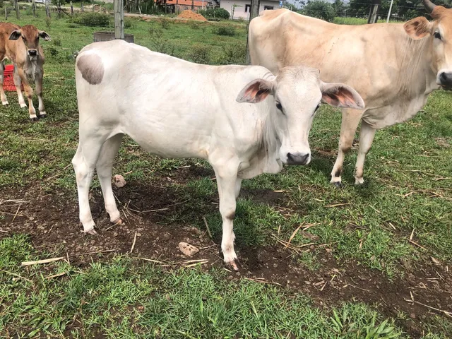 Novilha