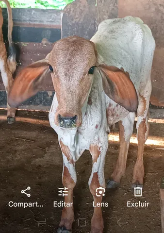 Bezerro desmamado