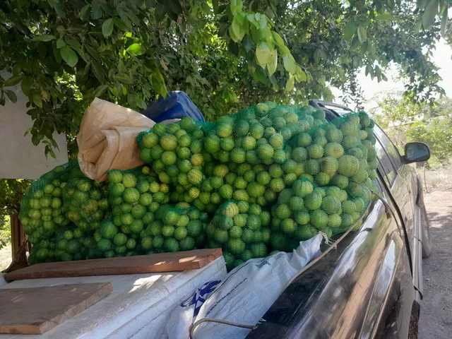Frutas 