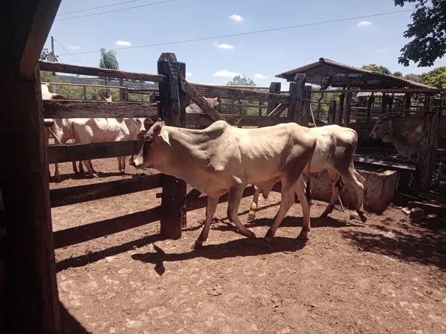 2 garrotinho guzonel 