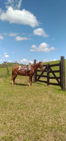 cavalo + traia completa + suporte de sela