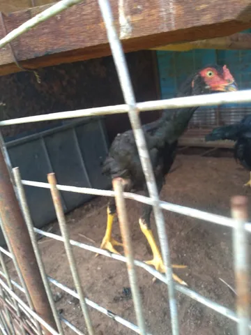Aves