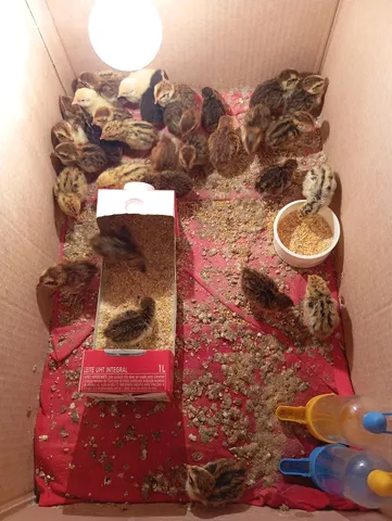 Pintinhos codorna gigante 