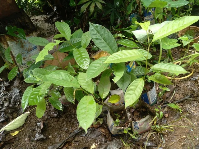 Muda de fruta do conde