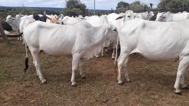 Vaca