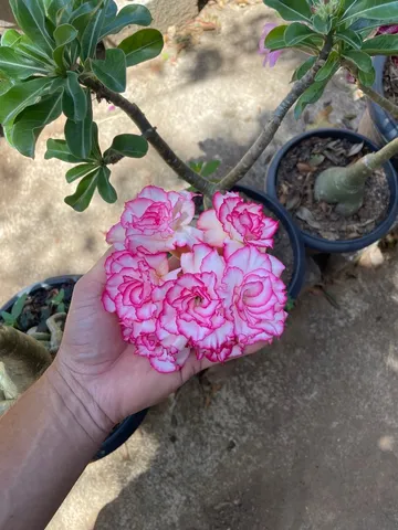 Rosa do Deserto - Rara