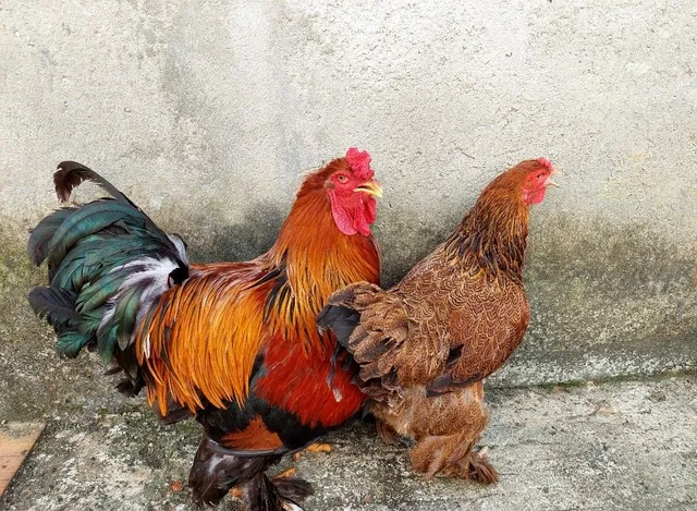 Franguinhos Brahma Perdiz com mais de 4 meses. Todos vacinados e vermifugados.