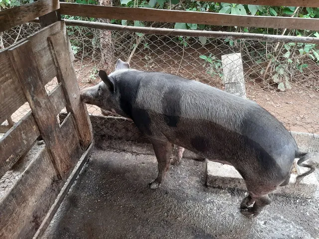 Casal de porco 