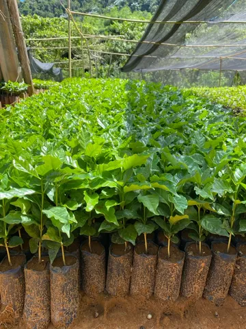 Mudas de café Arábia 