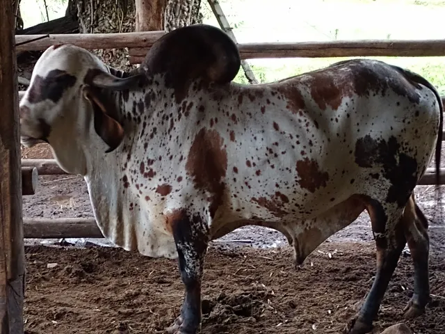 Vendo touro gir 
