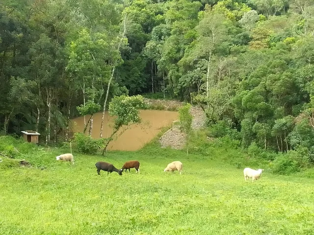 Ovelhas e borregos