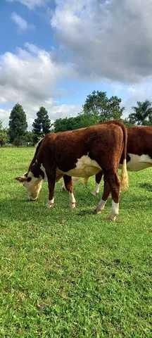 Touro Hereford, novilho, terneiro Braford 