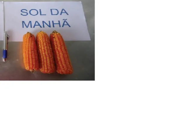 Vende-se semente de milho orgânico crioulo Sol da manhã