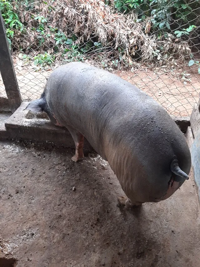 Porca matriz 