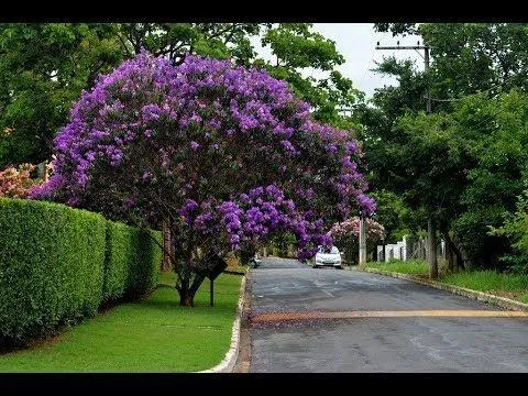Mudas de quaresmeira roxa e lilas 80 cm a 1 mt 