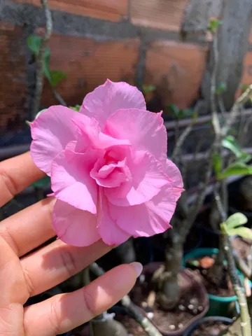 Enxerto de Rosa do Deserto, R$40,00