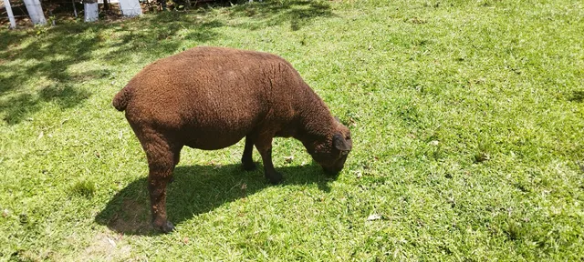 Vendo reprodutor texel