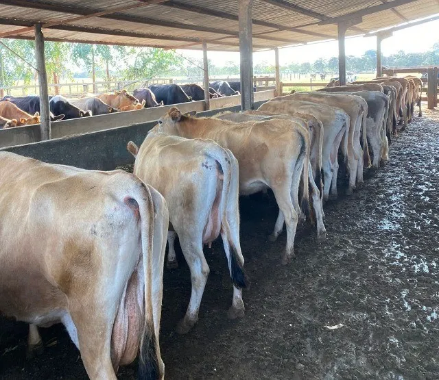 Vacas e Novilhas Leiteiras - Gado Jersey e Girolando
