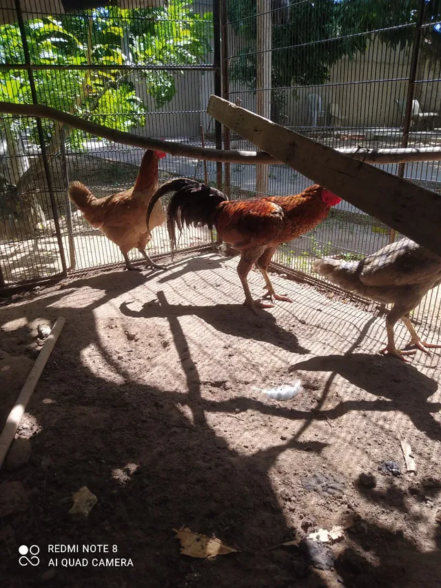 Vende se galos de raça 