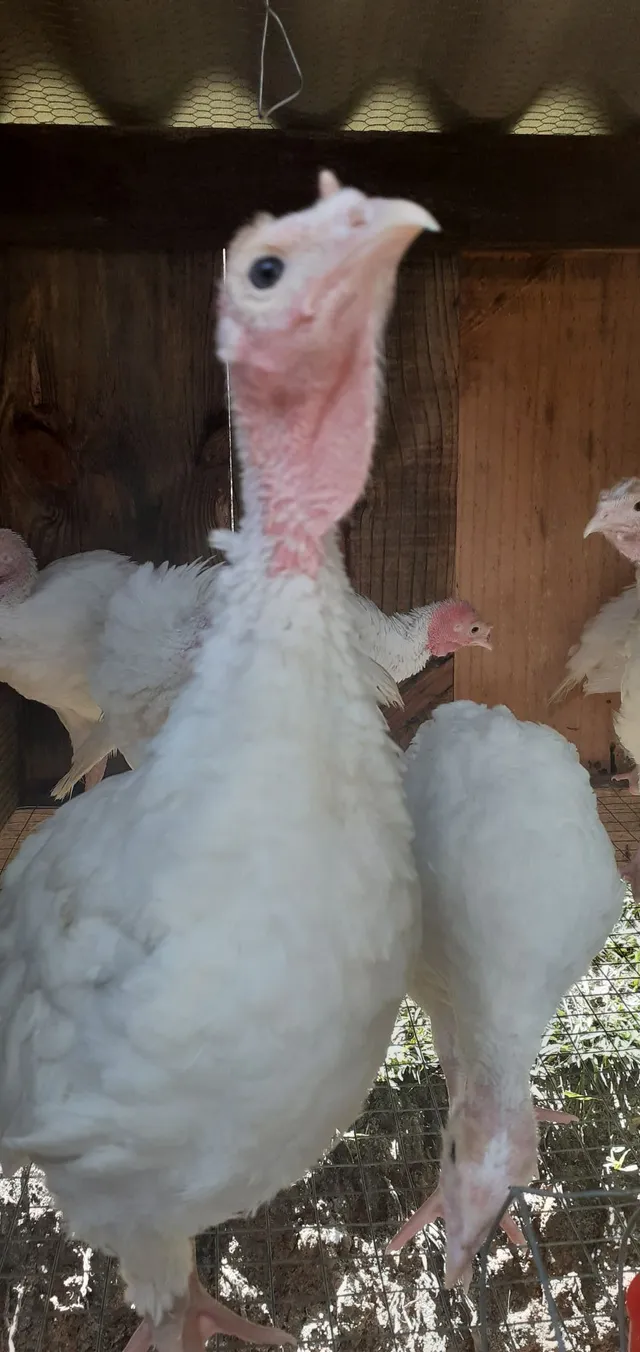 Filhotes de Peru branco e manchado 