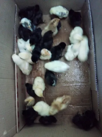 Só hoje 10 pintinhos não entrego