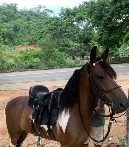 Cavalo pampa mangalarga marchador 