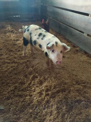 Porcos