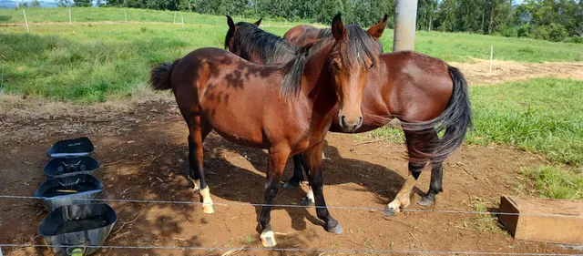 Égua crioula registrada com 2 potras resenhadas.
