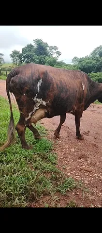 Vacas