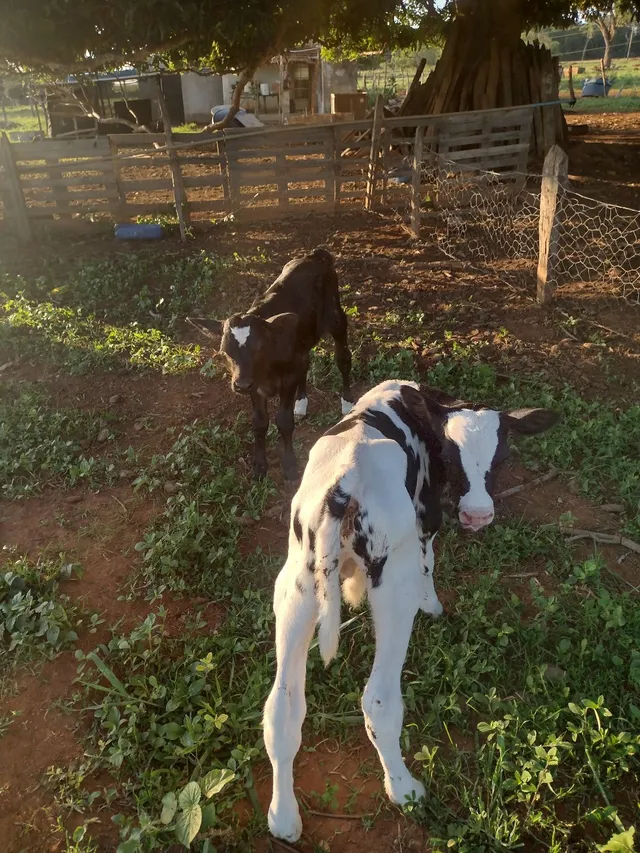 BEZERROS MACHOS GOIÂNIA ACEITO TROCAS !