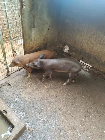 Leitoas 5 Meses Entre 20 e 25 Kg