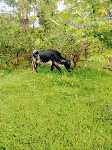 Vendo Novilhas Girolando 