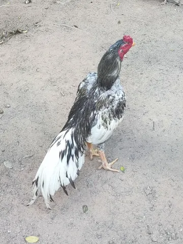 Ovos férteis de galo índio puva cinza 