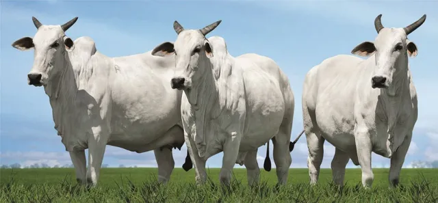 Vacas Nelore de Cabeceira