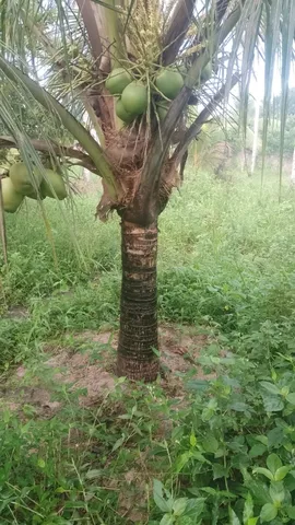 Coqueiro hibrido