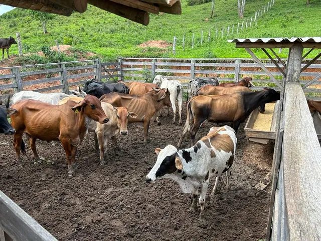 Vacas leiteiras