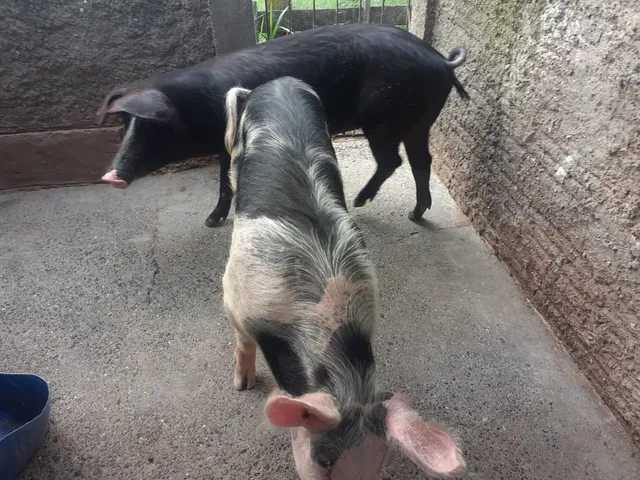 Porco caipira 