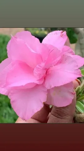 Rosa do deserto 