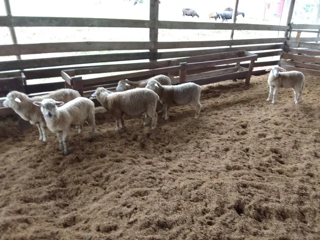Vendo cordeiras