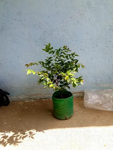 Mudas de jaboticaba 