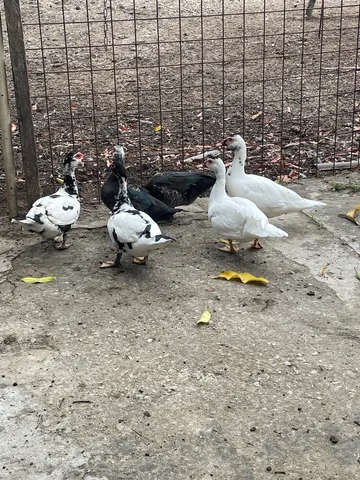 Patos à venda 