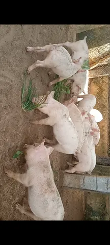 Para de Minas VENDA LEITÃO Branco Grande