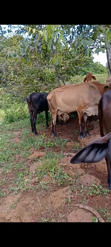 12 vacas paridas 