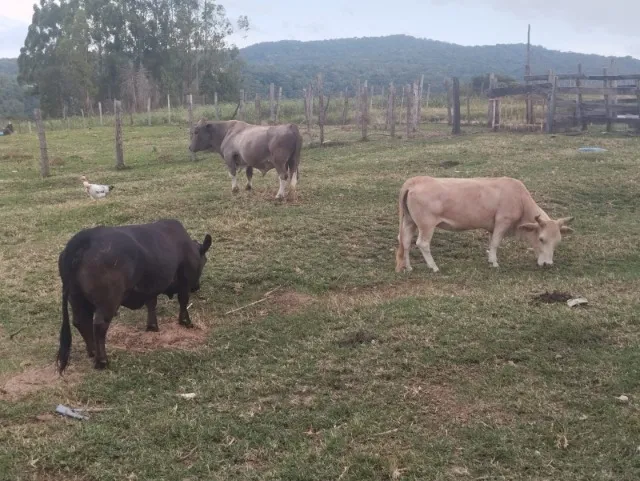 vende-se 2 minivacas e 1 miniboi (aceito proposta)