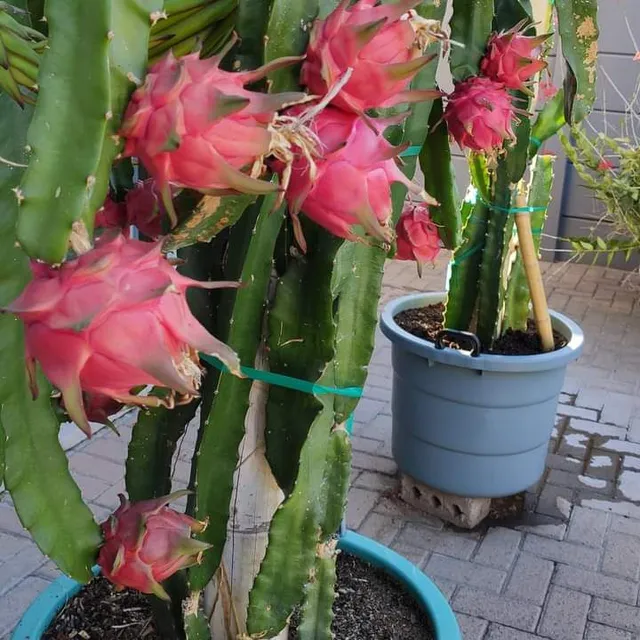 Pitayas,