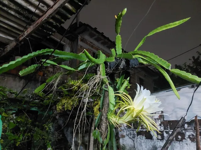 Estaca de pitaya