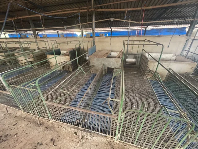 Aluguel Arrendamento Granja de Suinos Cezarina