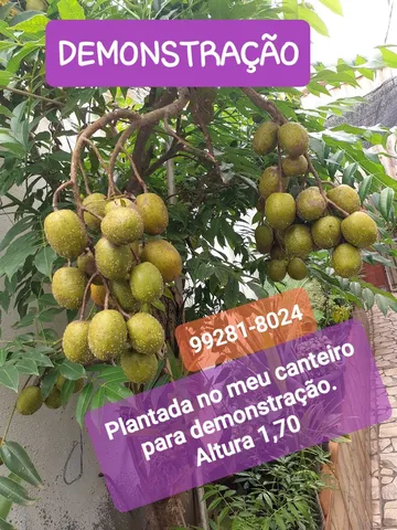 Mudas mini frutífera Cajamanga. (Leia a Descrição do anúncio.)