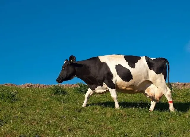 Doação de vaca leiteira